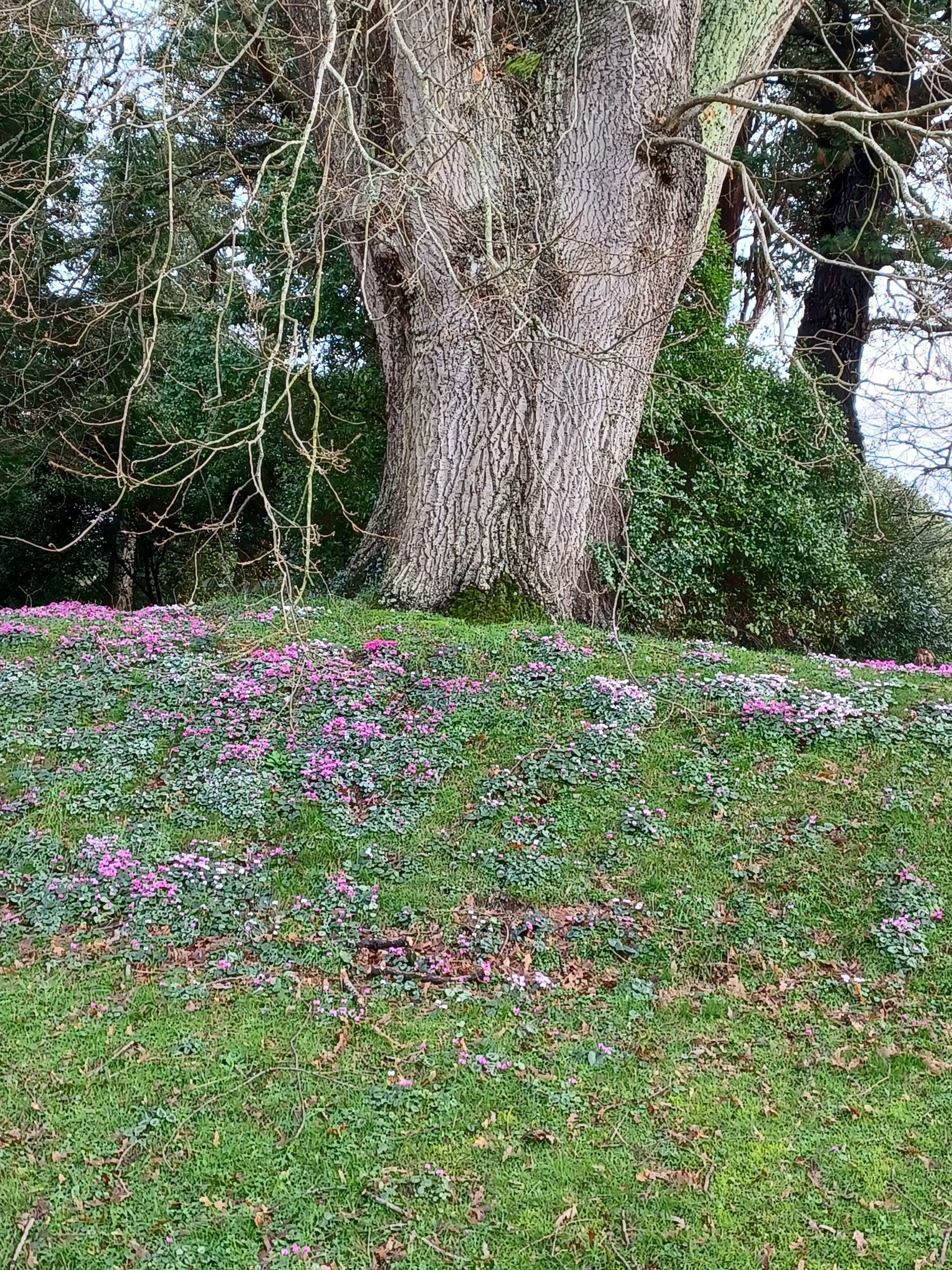 Cyclamen at the base of a tree